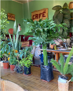 Ambientación para cafetería Julio Damián Café.